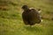 Female of Common Pheasant, bird with long tail on the green grass meadow, animal in the nature habitat, wildlife scene from German