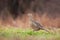 Female common pheasant hen walking on meadow in rain