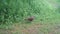 Female of Common Pheasant, Phaseanus Colchicus, Eating in a Woodland