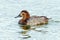 Female Common Pochard - Aythya ferina at rest.