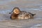 Female Common Pochard - Aythya ferina at rest on water.