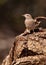 A female Common Rock Thrush