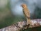 Female common rosefinch perched in the morning light on thick branch