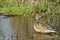 Female common spoon duck anas clypeata in the lagoon of Fuente de Piedra, Malaga