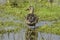 Female common spoon duck anas clypeata in the lagoon of Fuente de Piedra, Spain