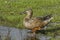 Female common spoon duck anas clypeata in the lagoon of Fuente de Piedra, Spain