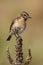 Female common stonechat, Saxicola rubicola, perched on a thistle. Leon, Spain