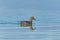 Female common teal swimming