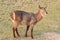 Female Common Waterbuck or Ellipsen waterbuck (Kobus ellipsiprymnus)