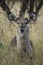 Female Common Waterbuck in high grass eyes towards viewer looking alert