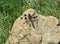 Female common whitetail dragonfly on a rock