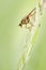 Female Common Yellow Dung-fly, Scathophaga stercoraria on Grass Inflorescence