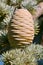 Female cone of atlas cedar