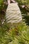 Female cone of himalayan cedar