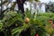 Female cone of sago palm tree, flowering plant of Cycas revoluta in Spain garden