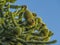 Female Cones On A Monkey Puzzle Tree Araucaria araucana