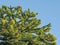 Female Cones On A Monkey Puzzle Tree Araucaria araucana
