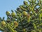 Female Cones On A Monkey Puzzle Tree Araucaria araucana