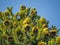 Female Cones On A Monkey Puzzle Tree Araucaria araucana