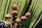 Female cones of Welwitschia plant