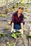 Female controlling young plants of pumpkin