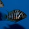 Female Convict Cichlid or zebra cichlid