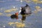 Female coot feeding young chick in water