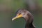 Female Cormorant