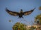 Female cormorant flies in with nesting material