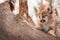 Female Cougar Kitten (Puma concolor) Copy Space Left