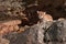 Female Cougar Kitten (Puma concolor) Crawls out from Rock Den