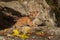 Female Cougar Kitten (Puma concolor) Cries Out from Ledge