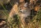 Female Cougar Kitten Puma concolor in Grass