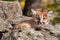 Female Cougar Kitten (Puma concolor) Hides in Rocks