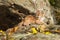 Female Cougar Kitten (Puma concolor) Lies on Rock Ledge