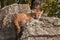Female Cougar Kitten (Puma concolor) Lies on Rocks