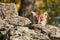 Female Cougar Kitten (Puma concolor) Looks from Behind Rock