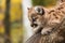 Female Cougar Kitten (Puma concolor) Looks Down