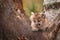 Female Cougar Kitten Puma concolor Looks Left From Tree