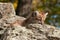 Female Cougar Kitten (Puma concolor) Peeks from Behind Rock