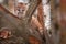 Female Cougar Kitten Puma concolor Peers Out from Tree