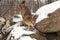 Female Cougar Puma concolor Climbs Down Side of Rock Den Winter