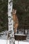 Female Cougar Puma concolor Clings to Tree