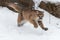 Female Cougar Puma concolor Leaps Forward