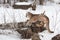 Female Cougar Puma concolor Lies on Birch Log