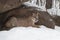 Female Cougar Puma concolor Lies in Rock Den Winter
