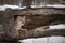 Female Cougar Puma concolor Peeks Head Out of Hollow Log Winter