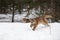 Female Cougar Puma concolor Runs Forward Second Lurks in Background Winter