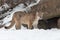 Female Cougar Puma concolor Stands Near Den