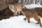Female Cougar Puma concolor Watches Second Walking Up Winter